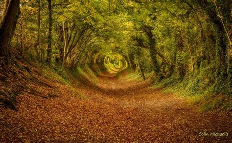 túnel de árboles en west sussex.